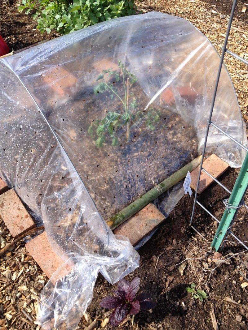 Protect Plants During Cold Nights Protect Plants During Cold Nights