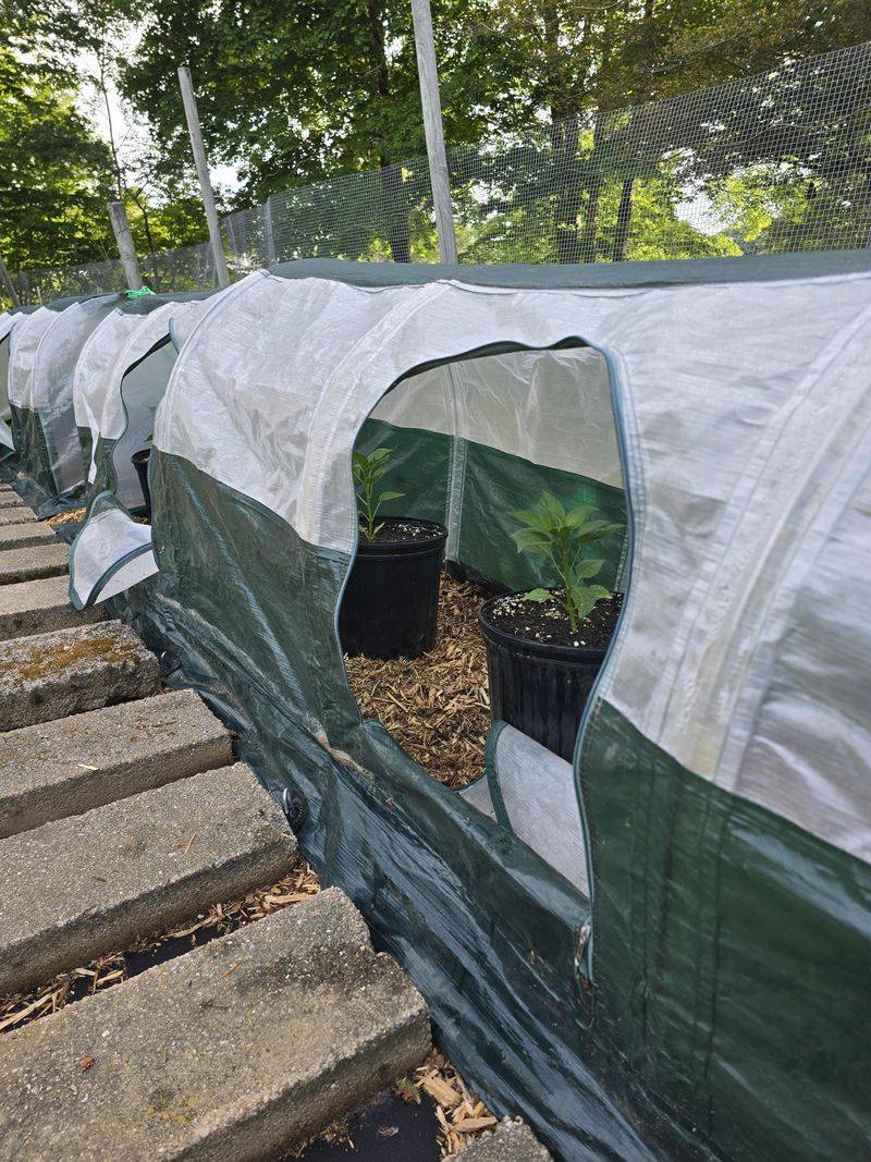 Protect Plants From Early Cold Nights