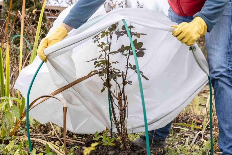 Protect Plants From Early Frost Protect Plants From Early Frost