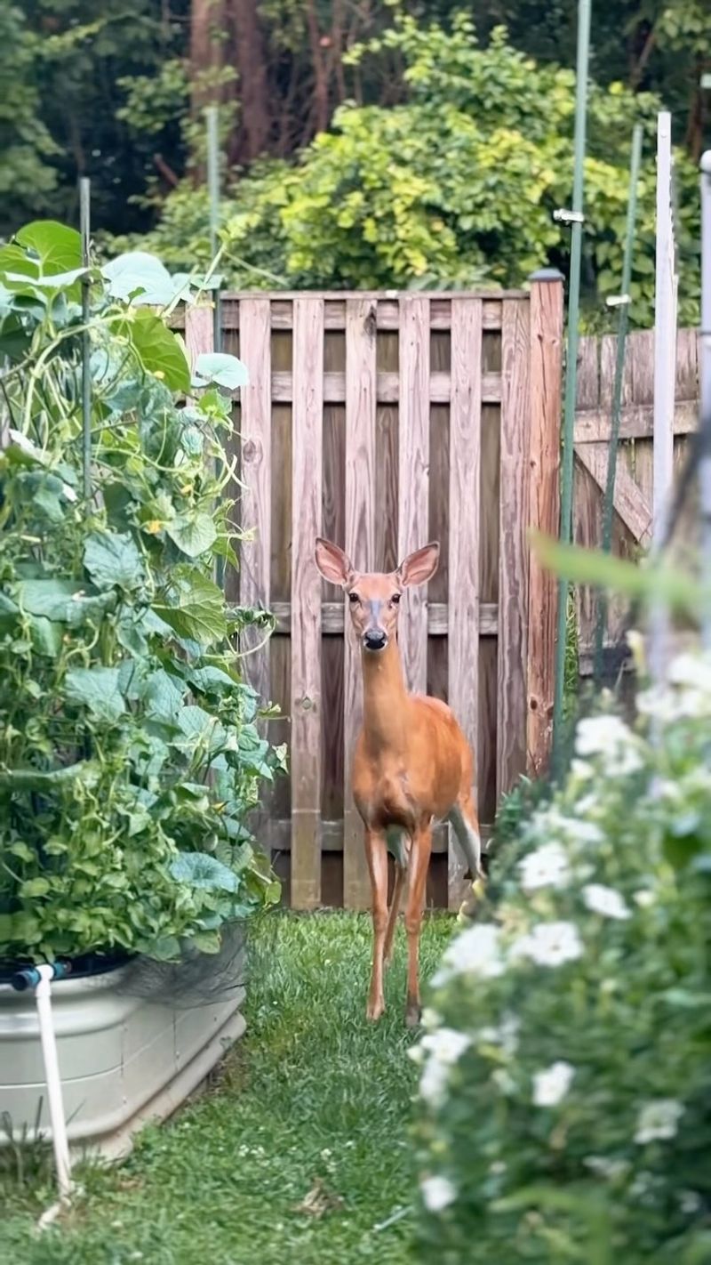 Protect Plants Without Harming Wildlife Protect Plants Without Harming Wildlife