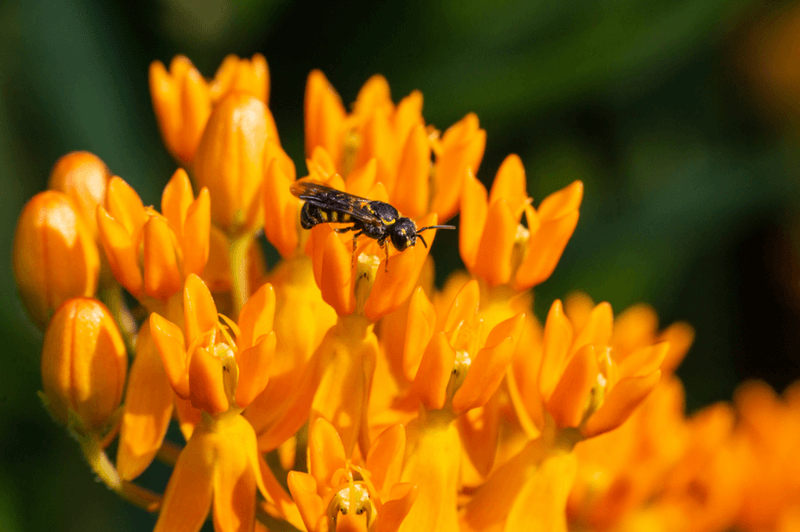 Protect Pollinators From Routine Pesticide Exposure Protect Pollinators From Routine Pesticide Exposure
