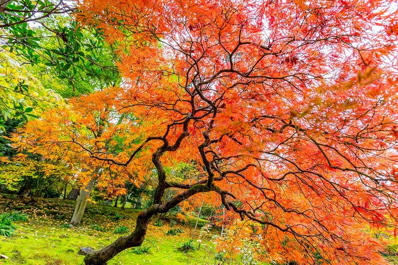 Protect Red Maple By Limiting Fall Pruning