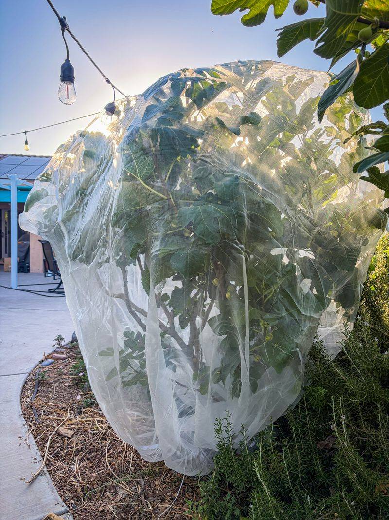 Protect Ripening Fruit From Flying Pests Protect Ripening Fruit From Flying Pests