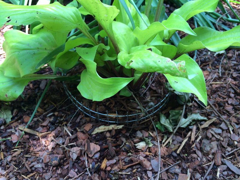 Protect Roots From Voles