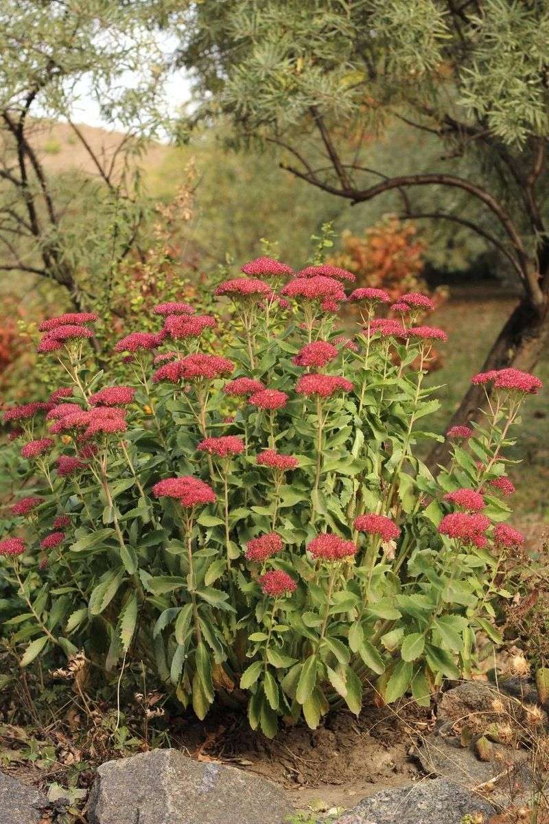 Protect Sedum By Avoiding Heavy Leaf Smothering