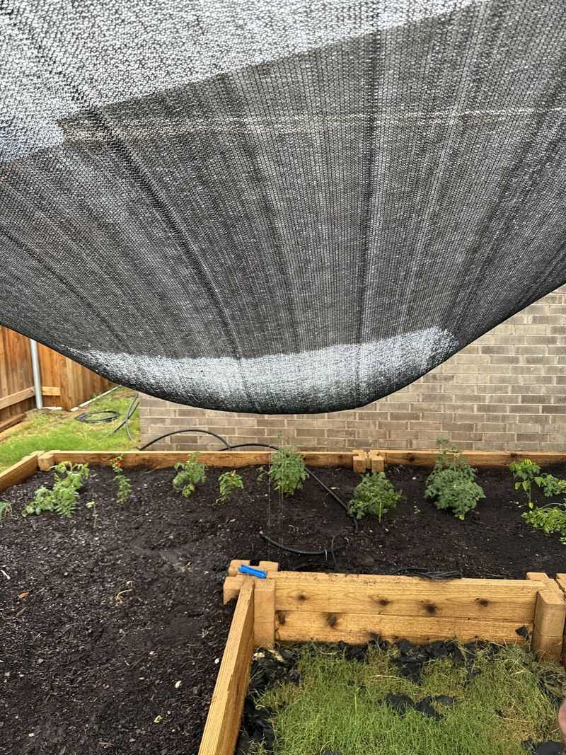 Protect Seedlings From Hot Afternoon Stress