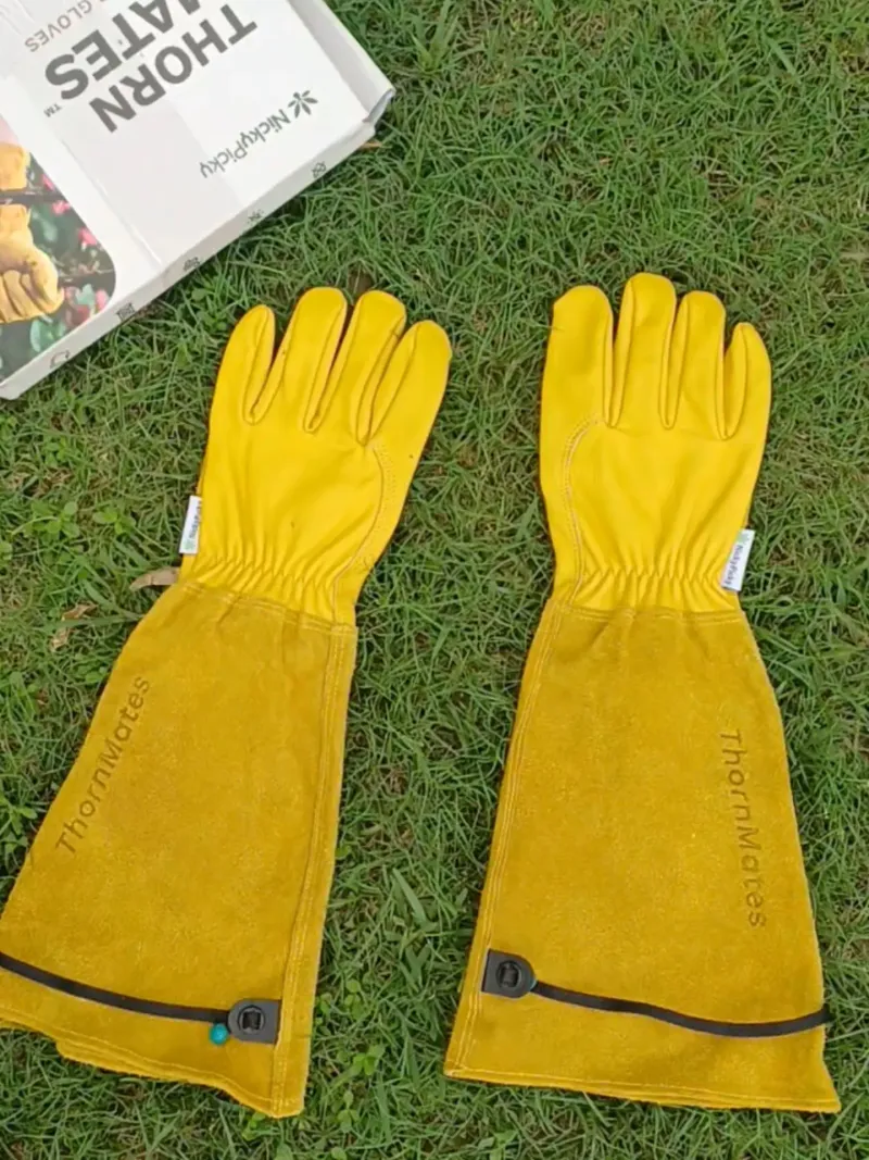 Protect Skin While Handling Fig Branches