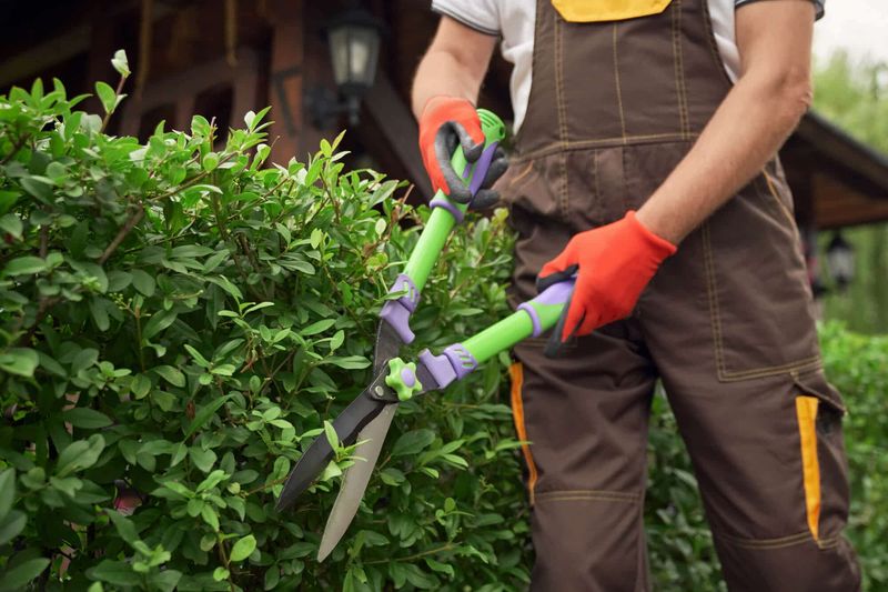 Protect Spring-Flowering Hedges From Fall Pruning Protect Spring-Flowering Hedges From Fall Pruning