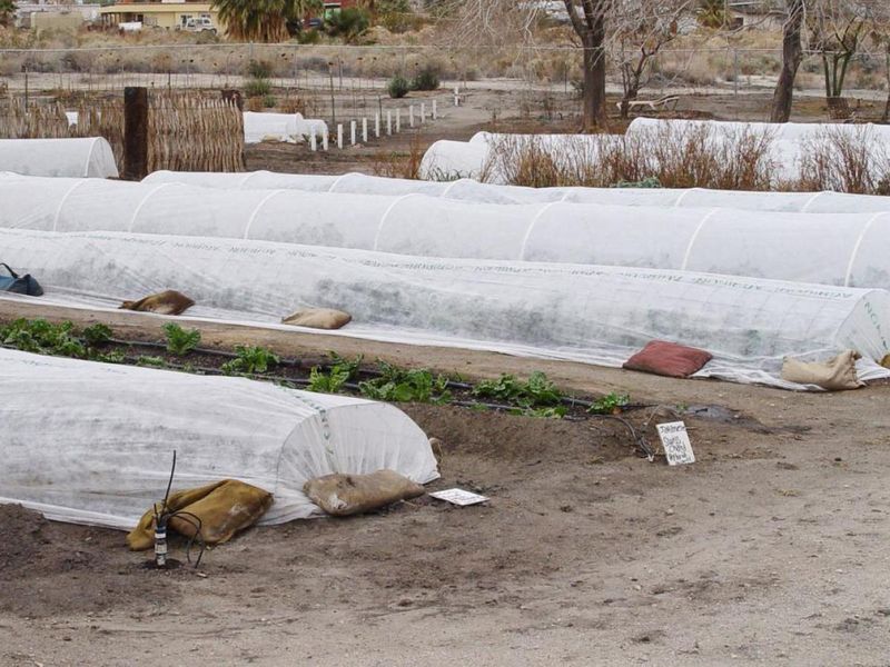Protect Tender Plants Before November Arrives Protect Tender Plants Before November Arrives