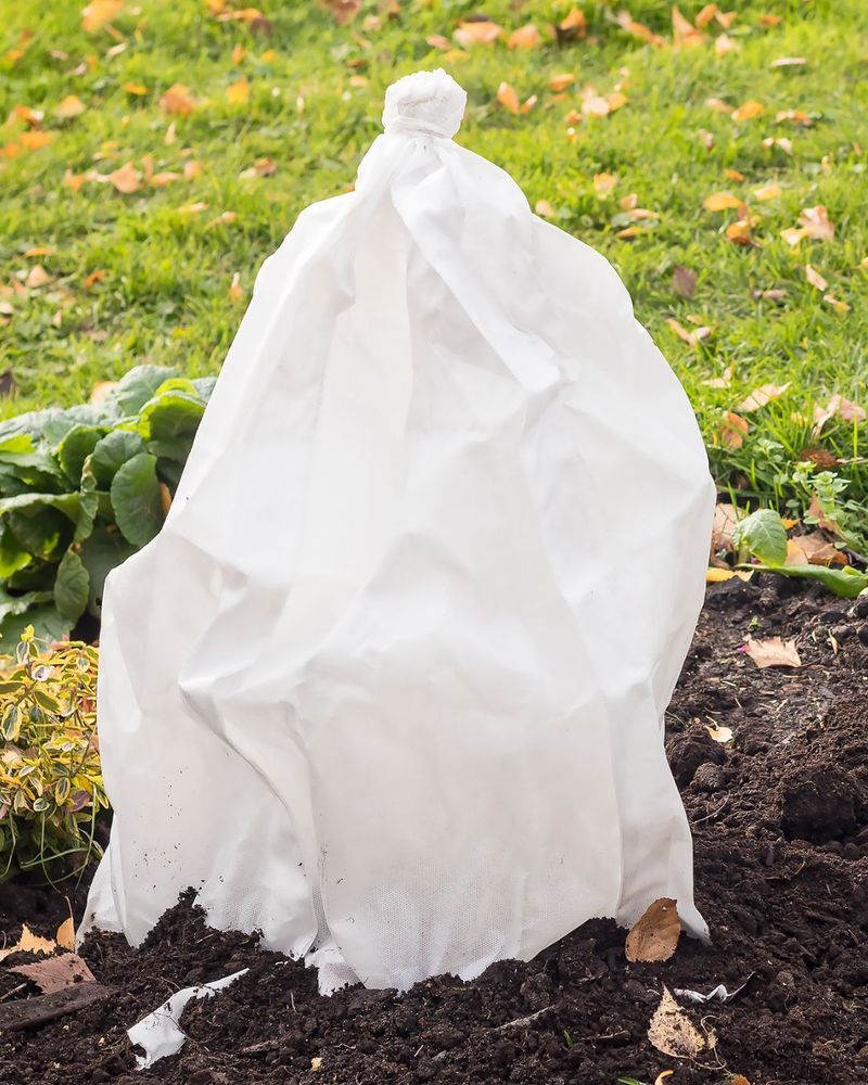 Protect Tender Plants Until Harvest Day Protect Tender Plants Until Harvest Day