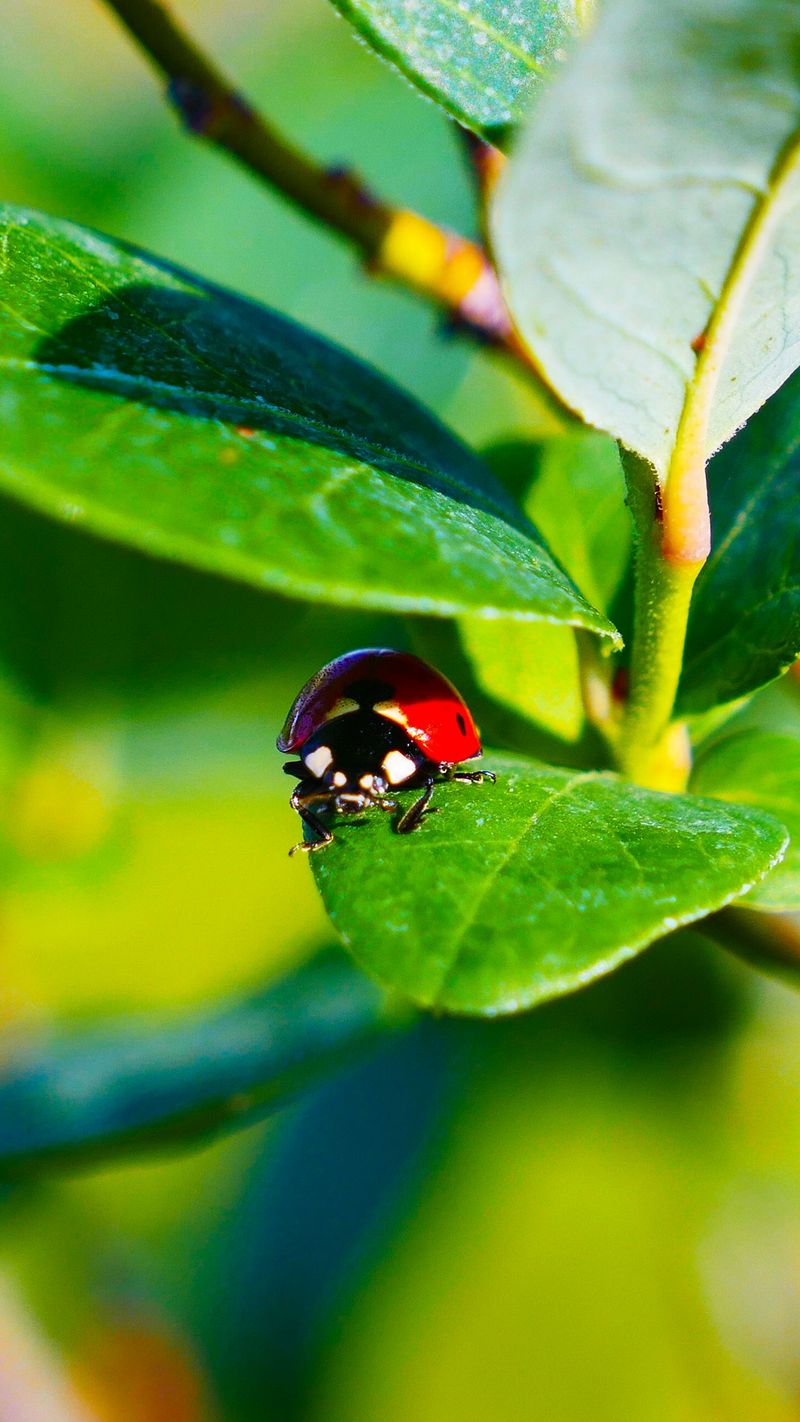 Protect The Beneficial Insects First