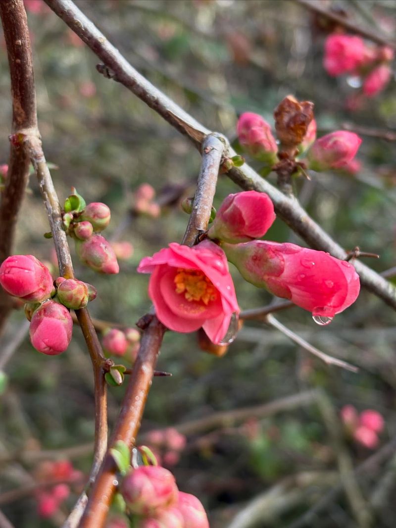 Protect The Existing Flowering Wood Protect The Existing Flowering Wood