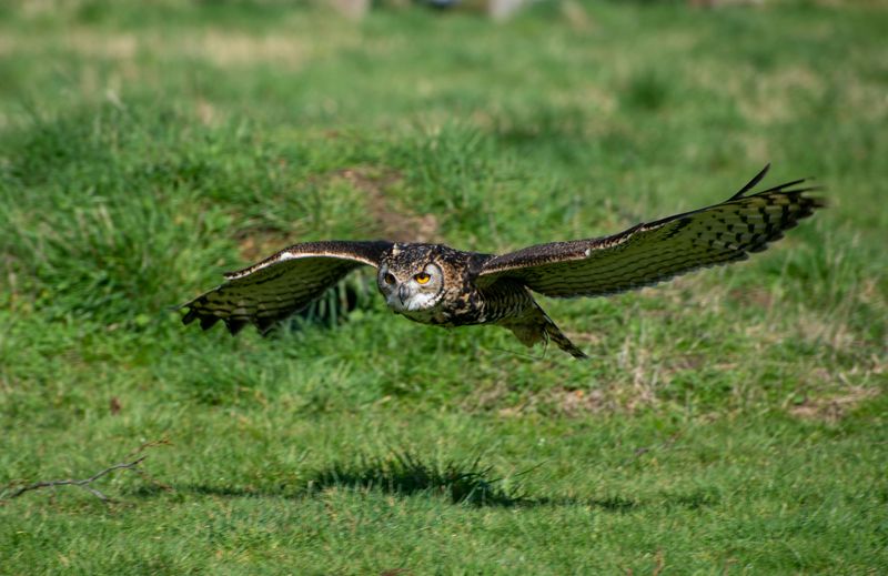 Protect The Food Chain Owls Depend On Protect The Food Chain Owls Depend On