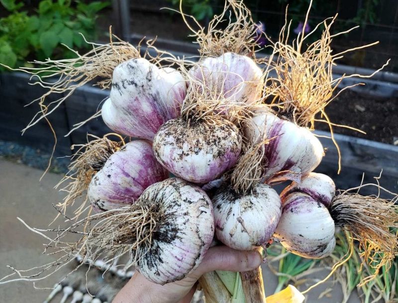 Protect The Harvest Beyond September