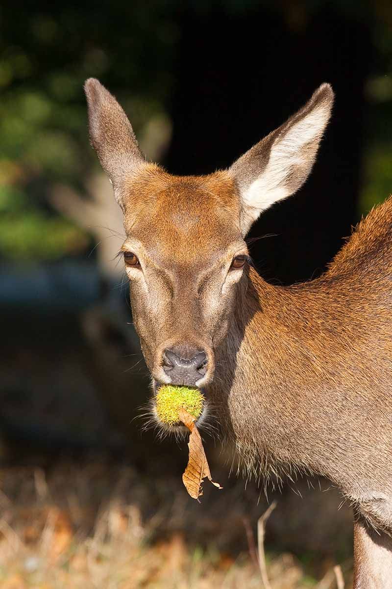 Protect The Harvest From Deer, Turkeys, And Bears