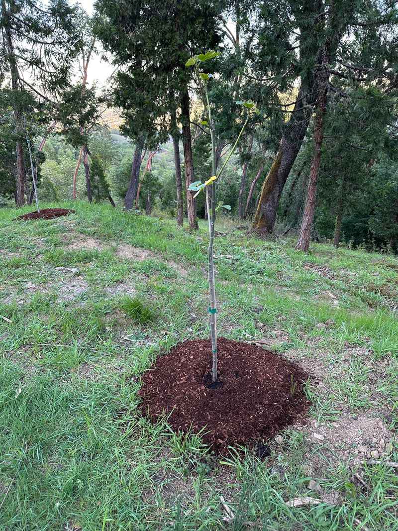 Protect The Lower Trunk With Loose Soil Or Mulch Protect The Lower Trunk With Loose Soil Or Mulch