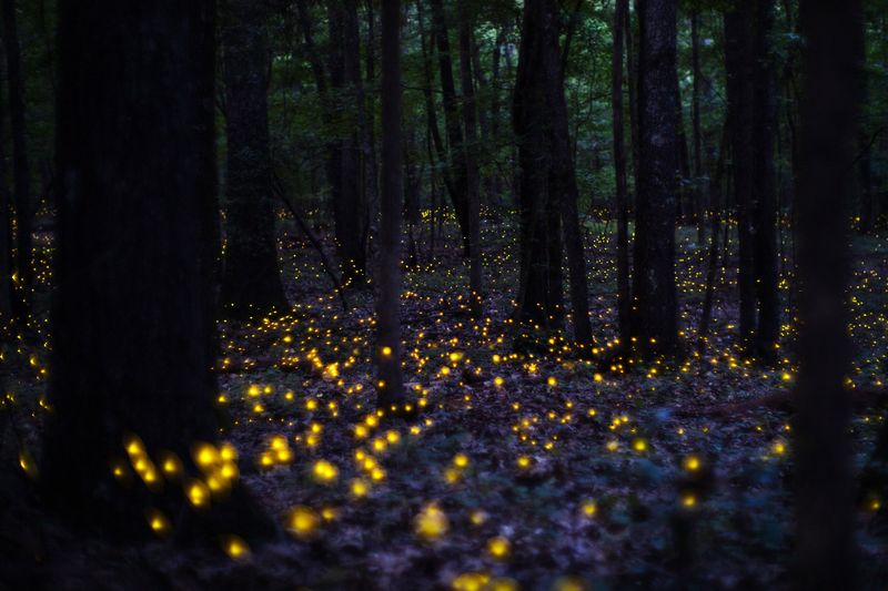 Protect The Moist Soil Where Firefly Larvae Spend Their Early Lives Protect The Moist Soil Where Firefly Larvae Spend Their Early Lives