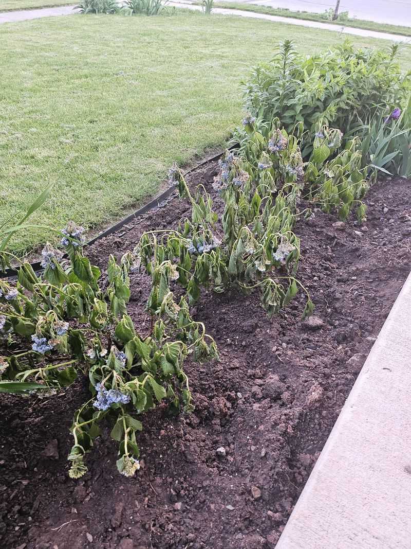 Protect The Plant From Strong Afternoon Sun