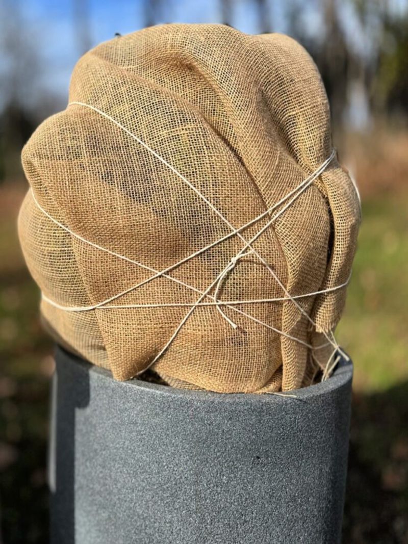 Protect The Plant From Sudden Temperature Swings Protect The Plant From Sudden Temperature Swings