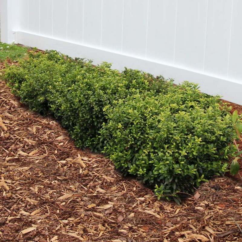 Protect The Root Zone With Mulch Protect The Root Zone With Mulch