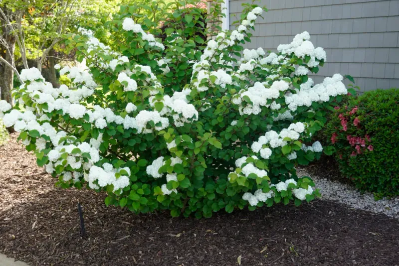 Protect The Root Zone With Mulch