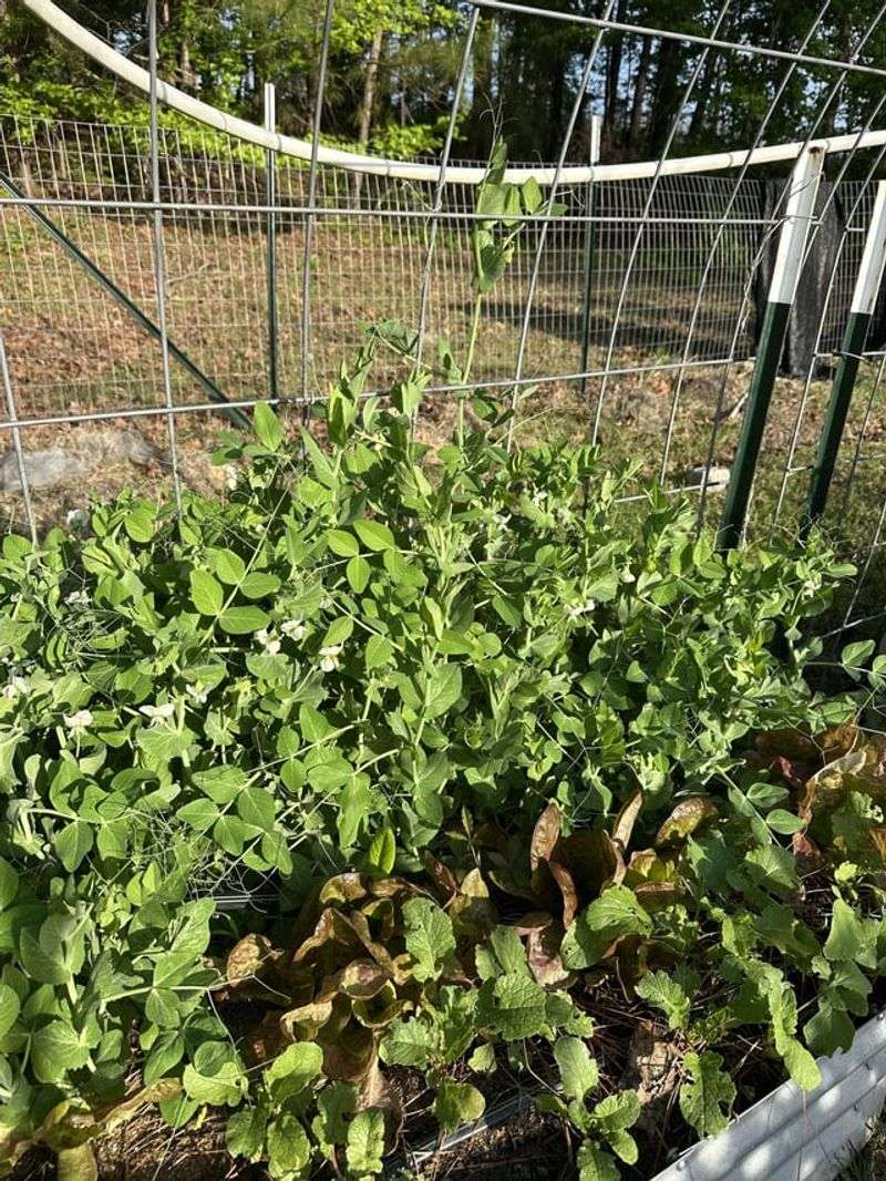 Protect The Seed Bed From Afternoon Heat Protect The Seed Bed From Afternoon Heat