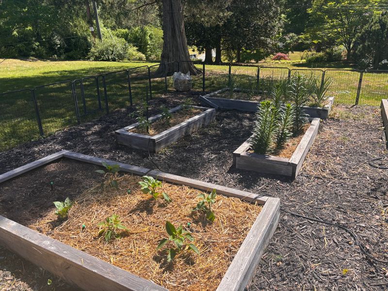 Protect The Soil Surface With Light Mulch