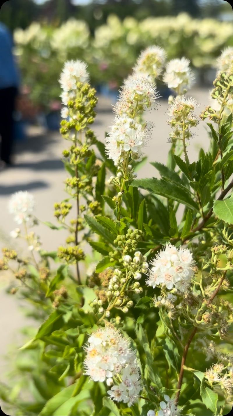 Protect The Stems That Already Have Flower Buds Protect The Stems That Already Have Flower Buds