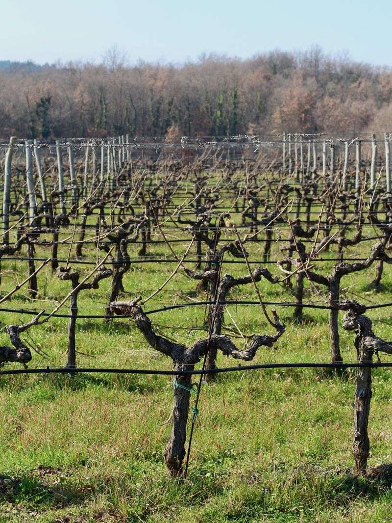 Protect The Vine's Long-Term Structure