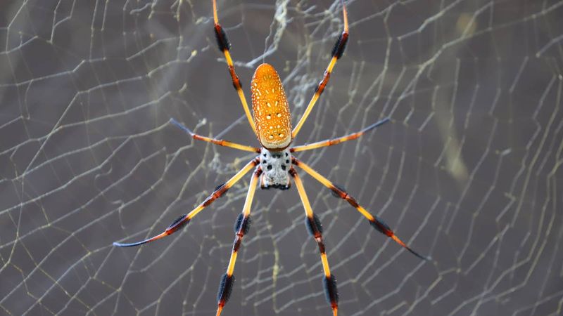 Protect These Natural Pest Controllers In Your Yard Protect These Natural Pest Controllers In Your Yard