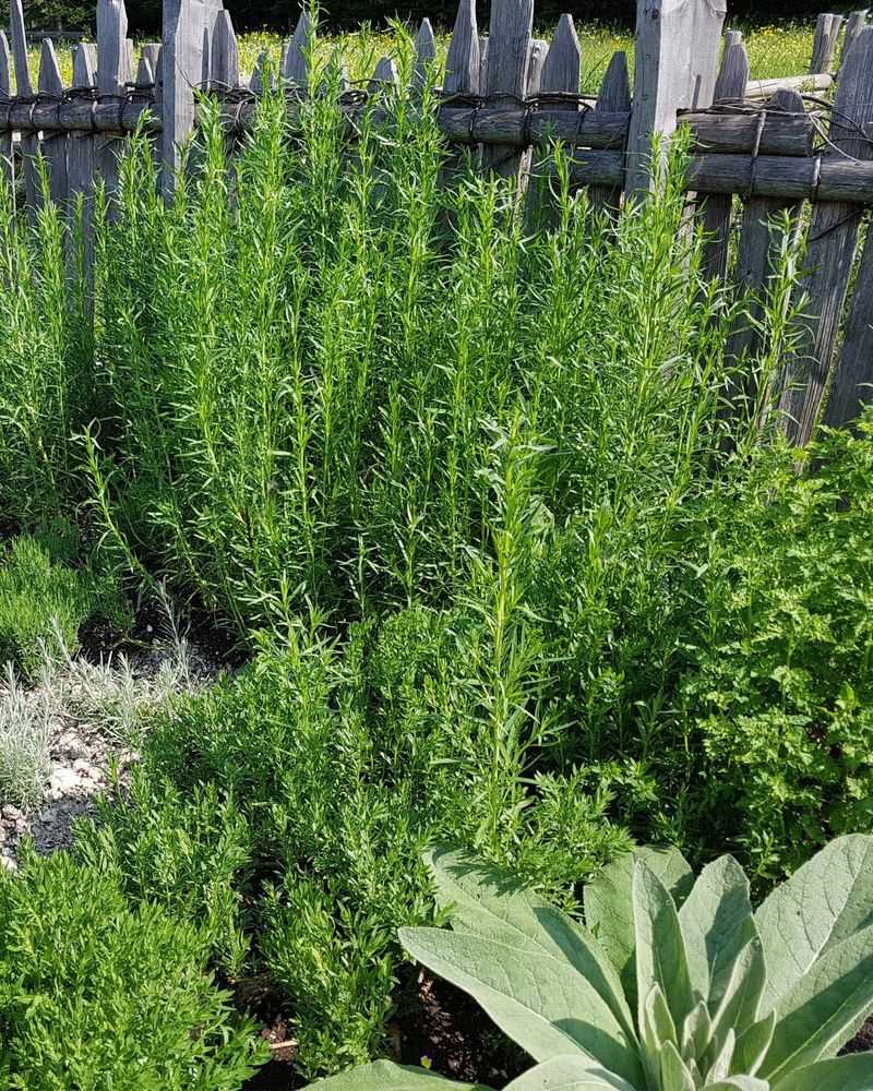 Protect Thyme By Improving Drainage Protect Thyme By Improving Drainage