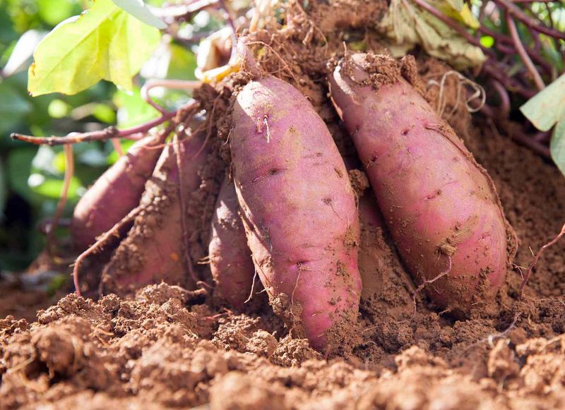 Protect Tubers During Final Growth Protect Tubers During Final Growth