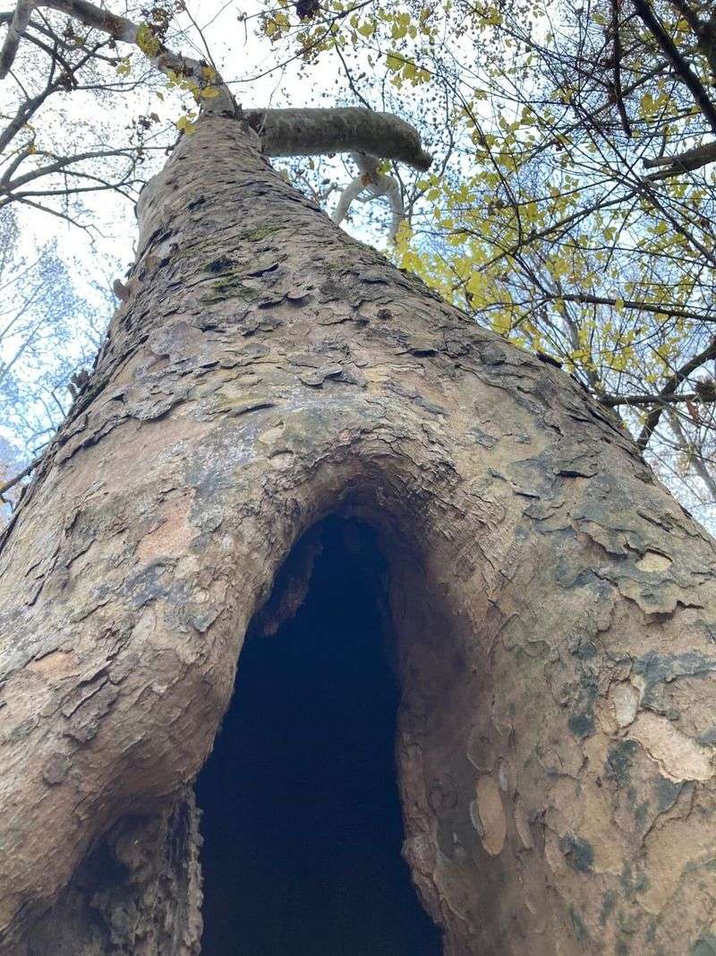 Protect Valuable Cavities In Mature Trees