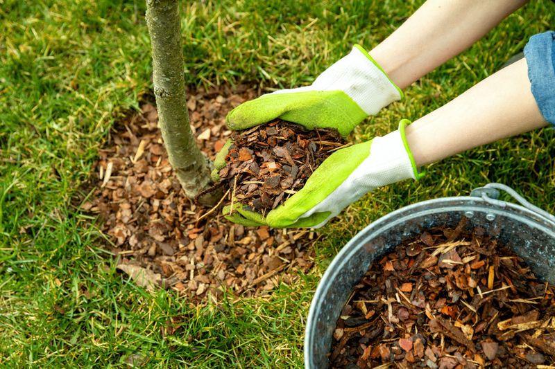 Protect Valuable Trees Before Spring Protect Valuable Trees Before Spring