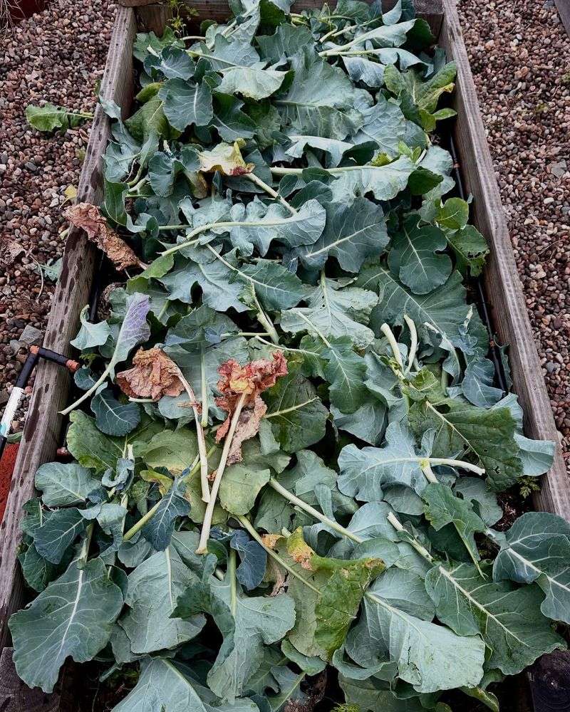 Protect Vegetable Beds With A Leaf Layer Protect Vegetable Beds With A Leaf Layer