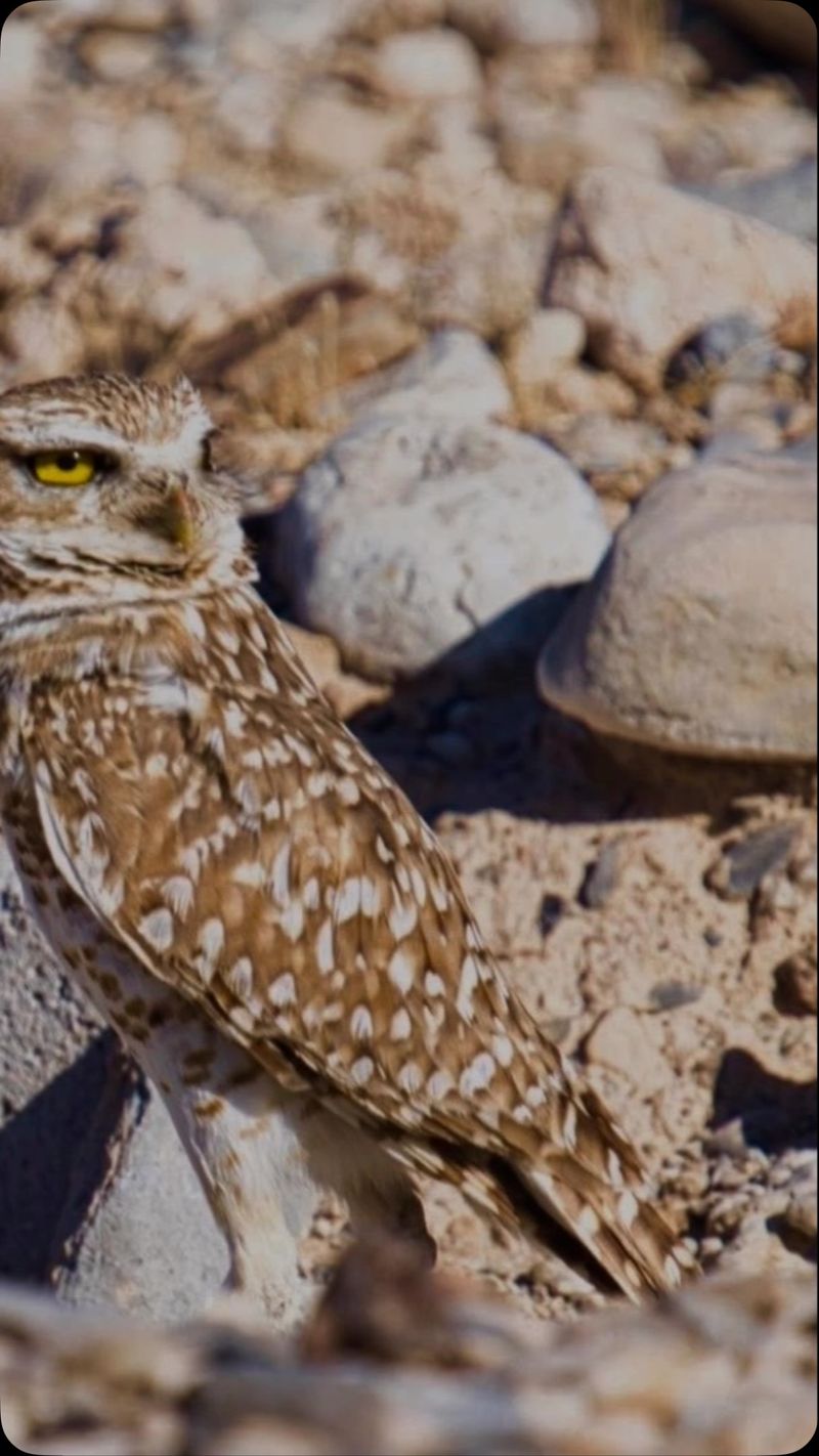 Protect Wildlife When You Manage Yard Pests