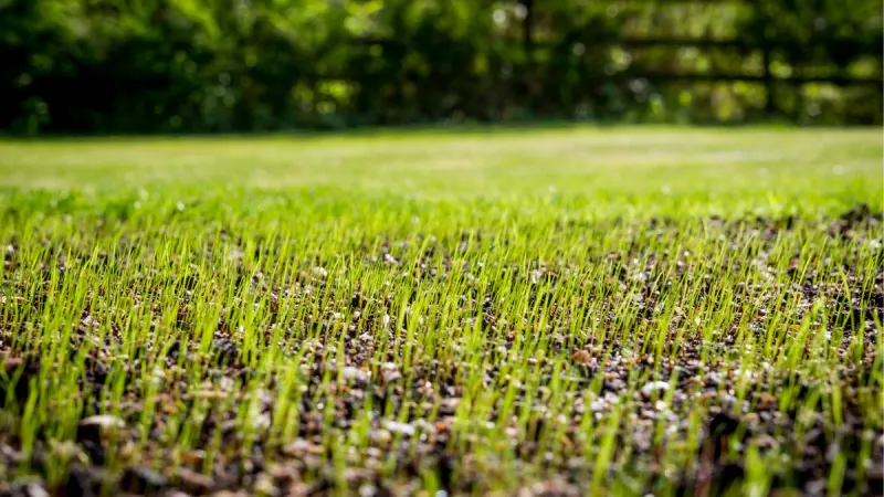 Protect Young Fescue Through Its First Weeks Protect Young Fescue Through Its First Weeks