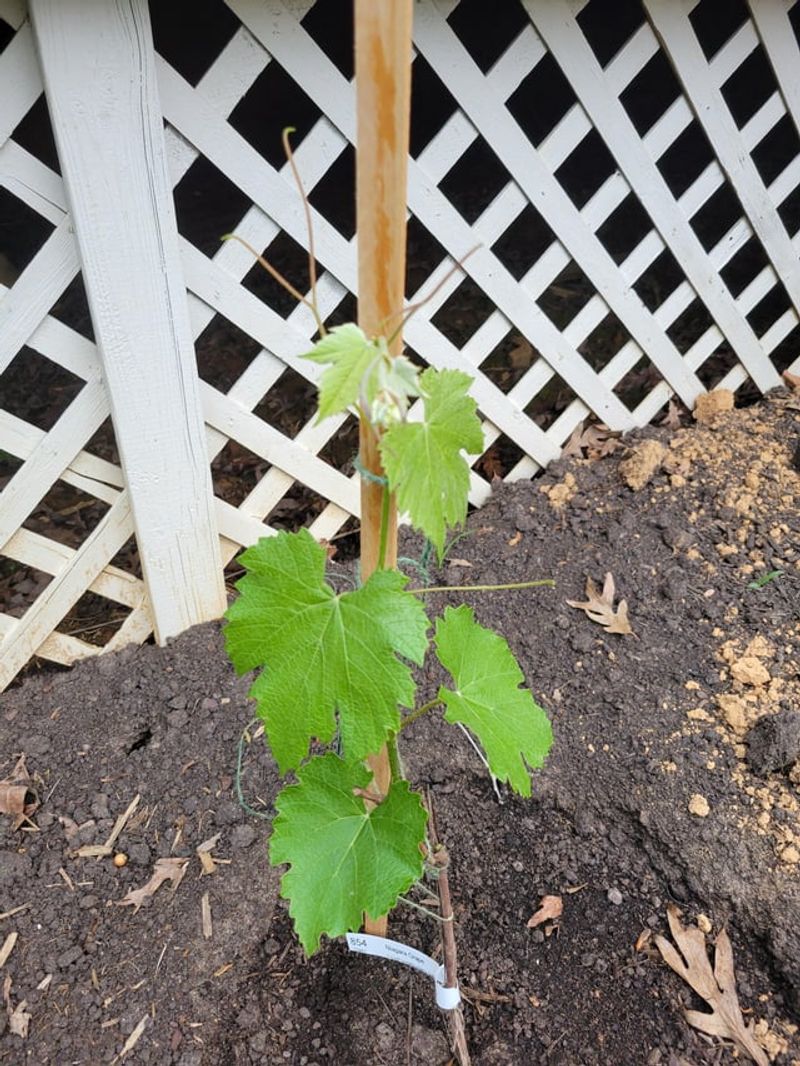 Protect Young Grape Vines From Early Frost Exposure