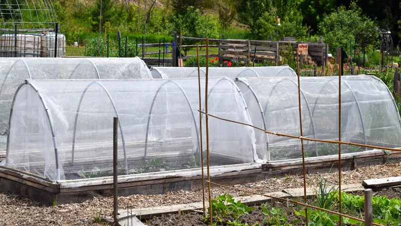Protect Young Leaves From Early Frost