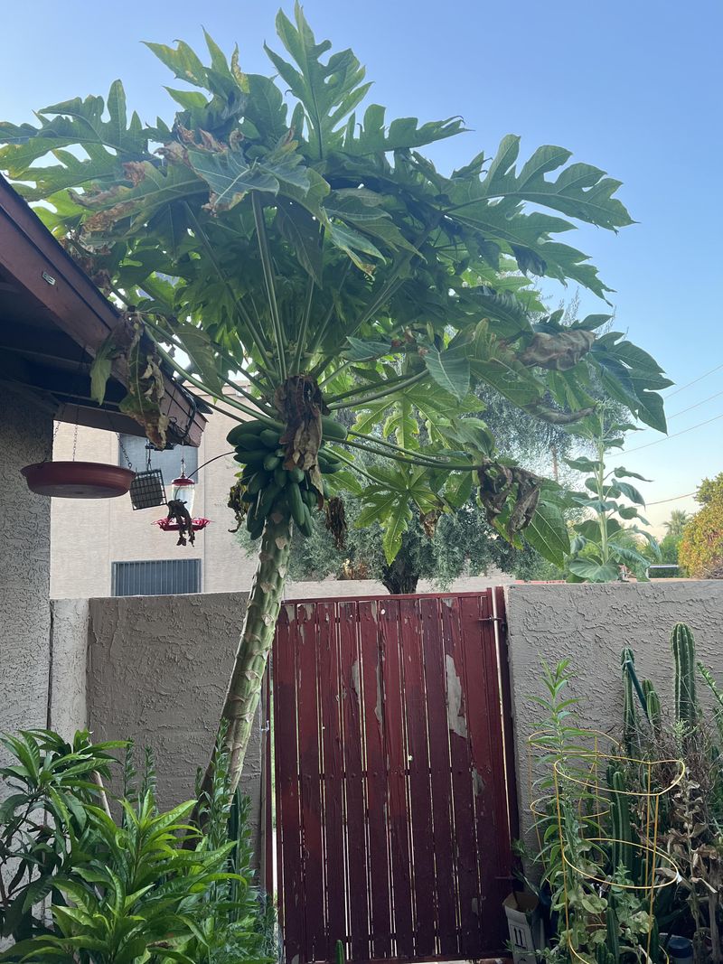 Protect Young Papaya From Strong Coastal Winds Protect Young Papaya From Strong Coastal Winds