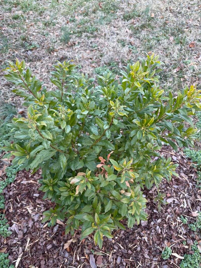 Protect Young Plants In Exposed Garden Spots Protect Young Plants In Exposed Garden Spots