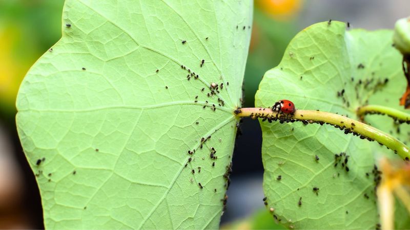 Protect Young Radishes From Hungry Garden Pests Protect Young Radishes From Hungry Garden Pests