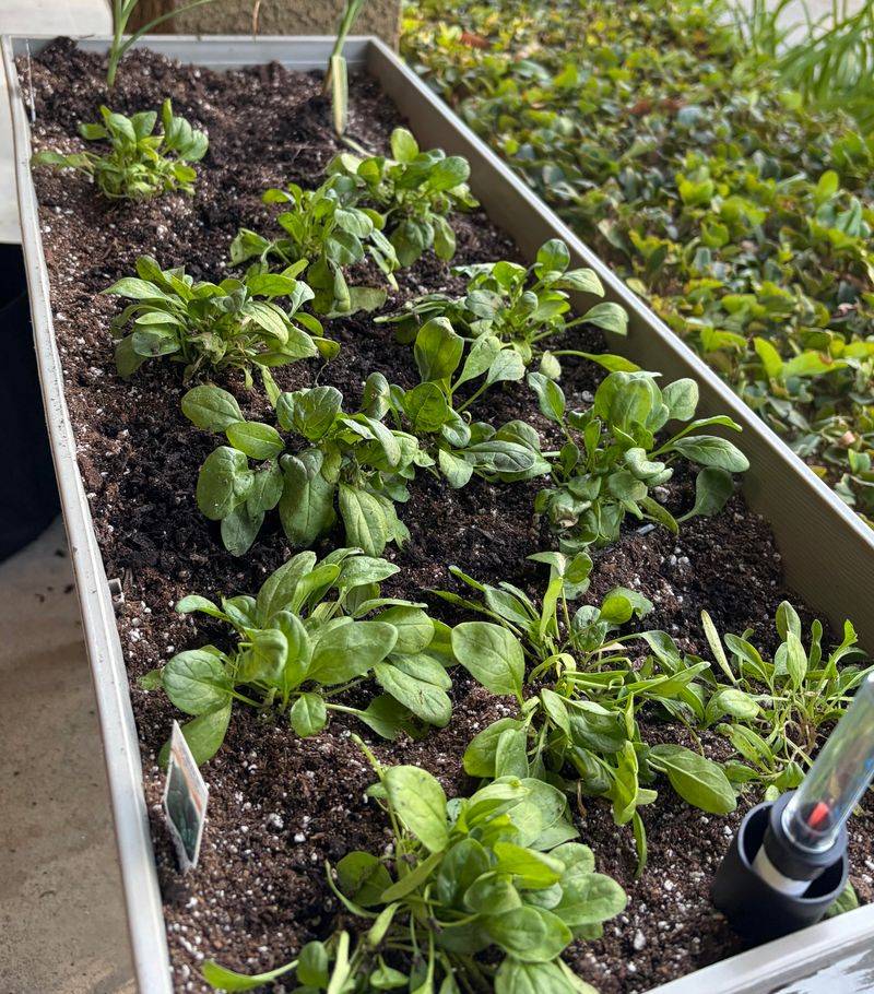 Protect Young Seedlings First
