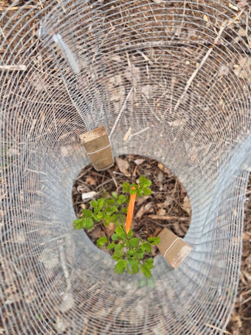 Protect Young Trees And Shrubs Protect Young Trees And Shrubs