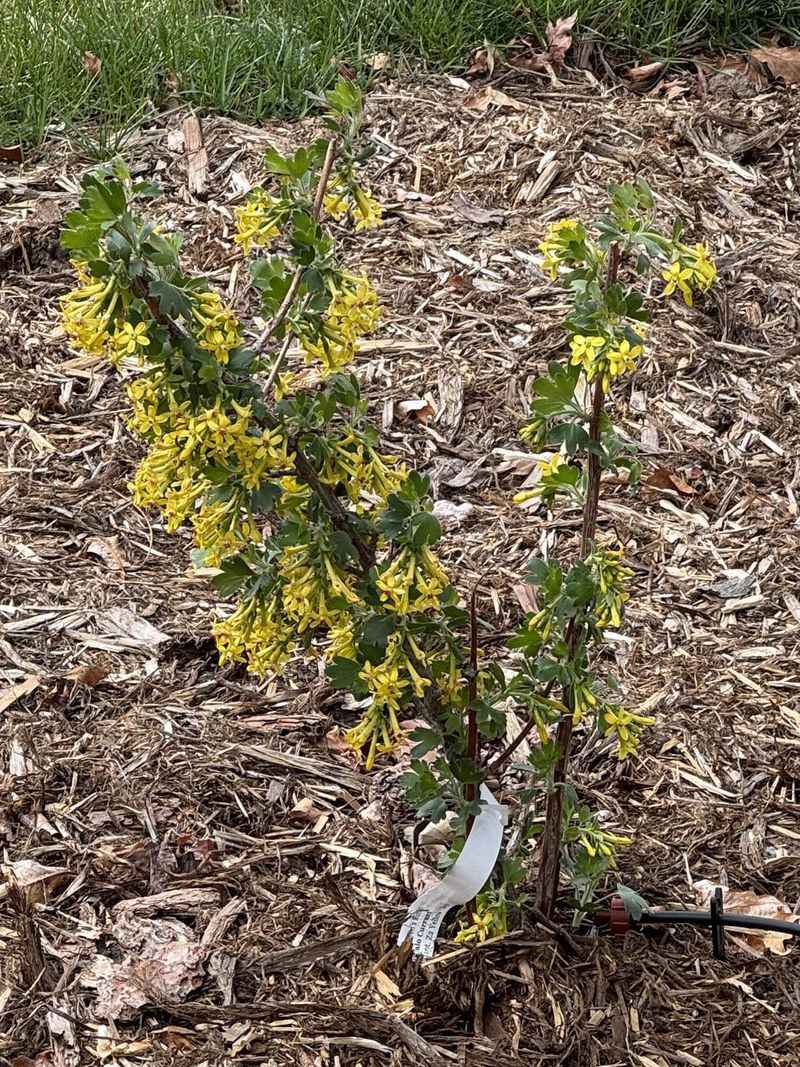 Protect Your Shrubs Before The Next Big Coastal Storm