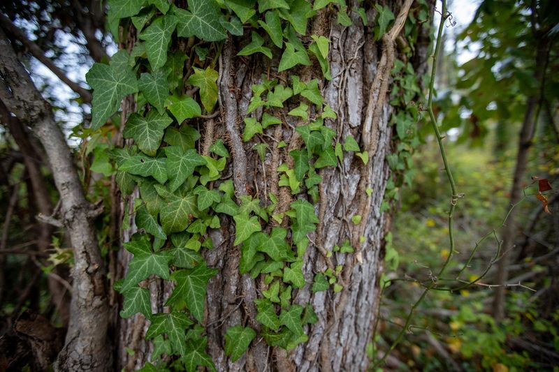 Protect a tree by cutting the vines, not pulling the canopy