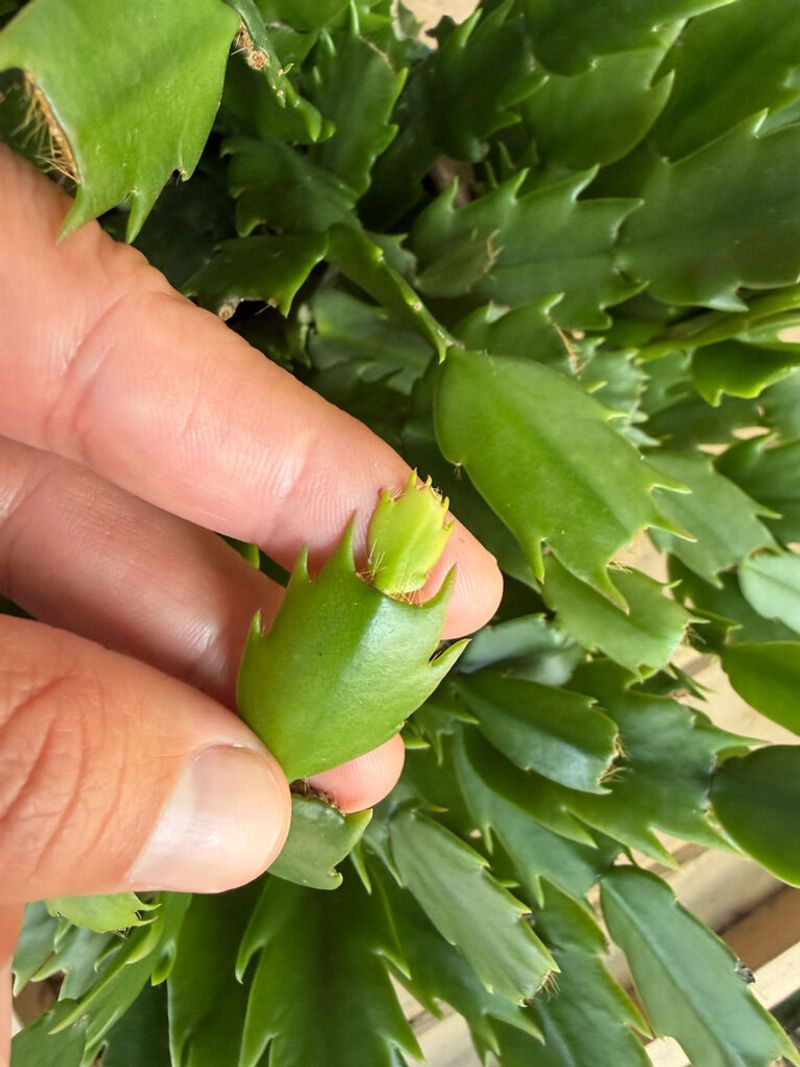 Protect developing buds with stable care