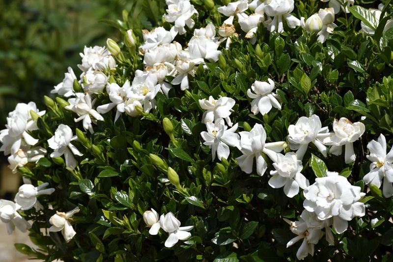 Protect future flowers by skipping routine fall shaping Protect future flowers by skipping routine fall shaping