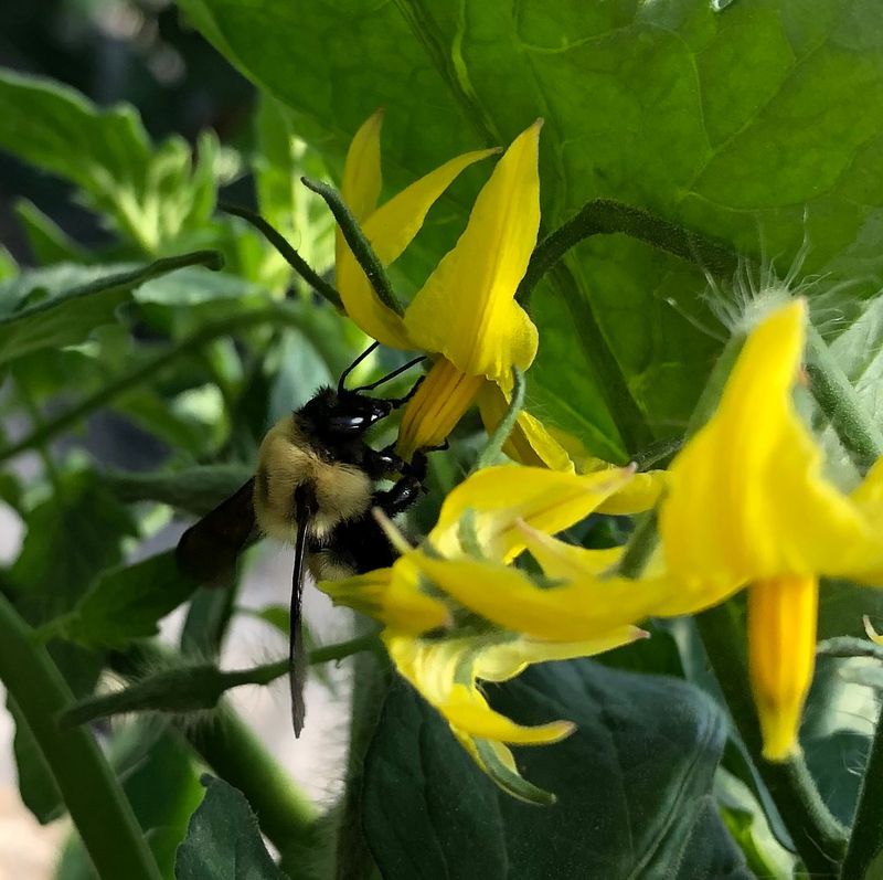 Protect pollinators around blooming tomatoes