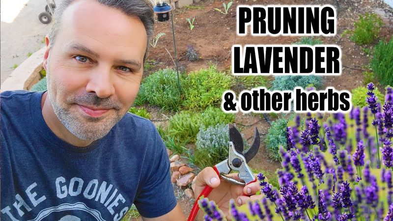 Protect spring buds by timing pruning carefully